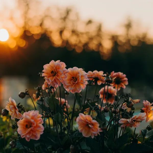 Dahlias glowing in golden evening light